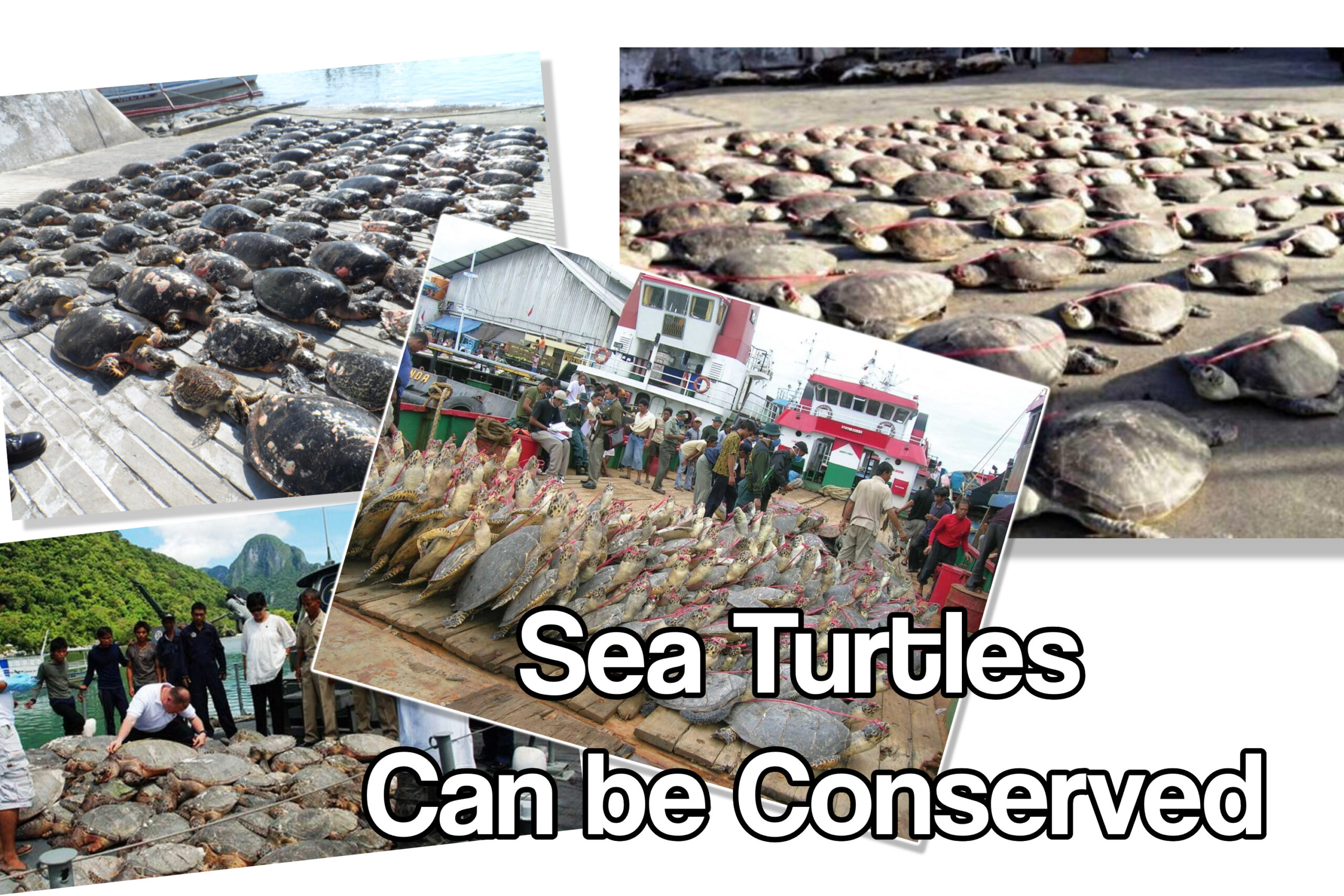 Conserving SeaTurtles in Fresh Water – It Can and Should Be Done.